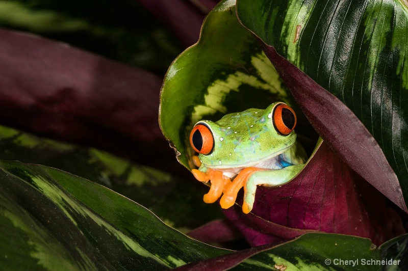Red-Eyed Tree Frog 1101