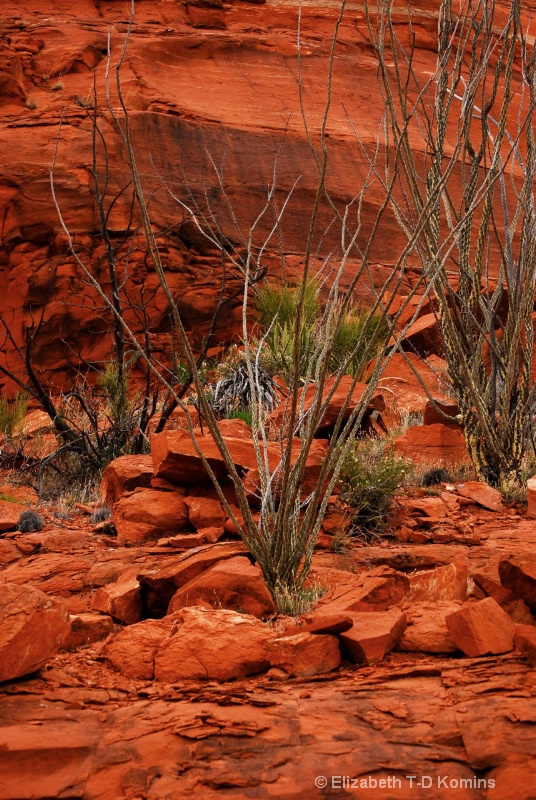 Red Rock Cactus