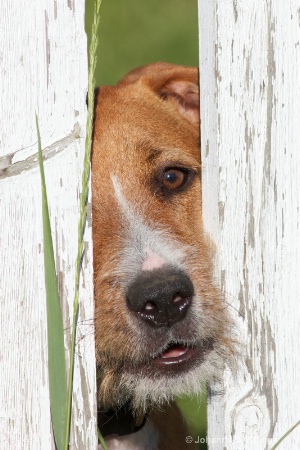 Doggie Behind a Fence