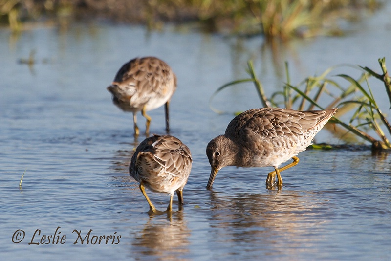 Hungry Shorebirds - ID: 13308541 © Leslie J. Morris