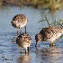 © Leslie J. Morris PhotoID # 13308541: Hungry Shorebirds
