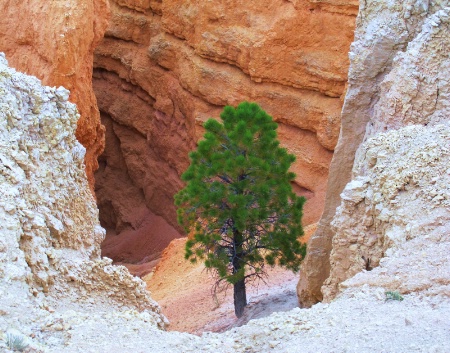 A Tree Grows In Bryce