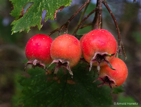 Four Berries