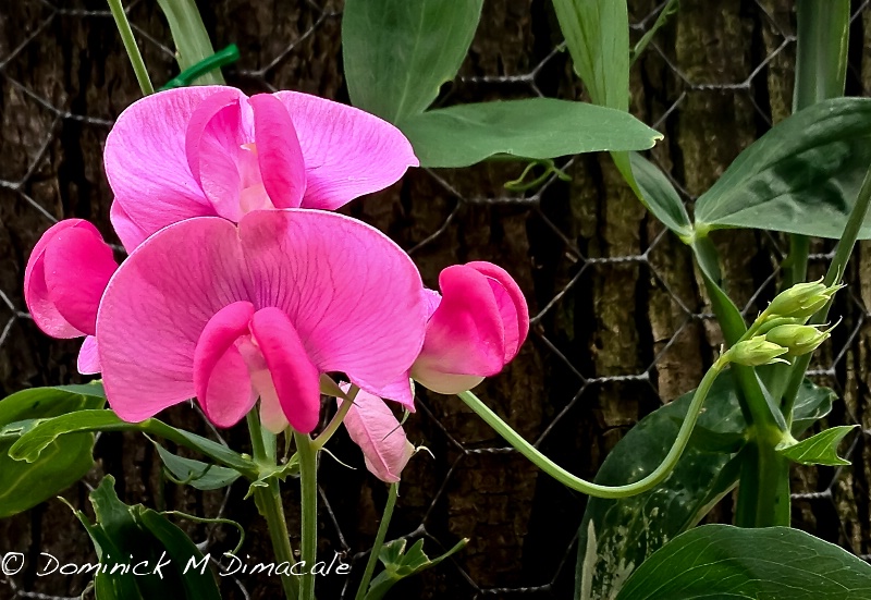 ~ ~ (S)WEET PEA REACHING OUT ~ ~  