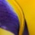 2PhotoID:  13309372 - ID: 13309372 © Carol Eade