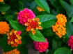 Lantana