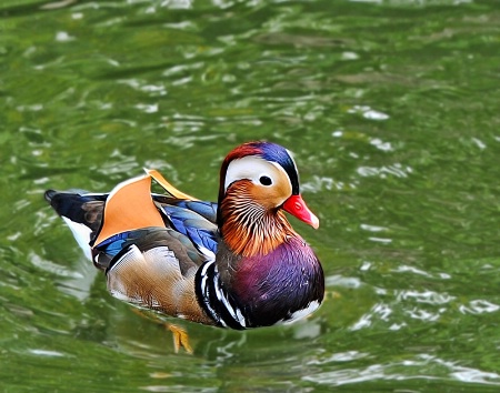 Mandarin Duck