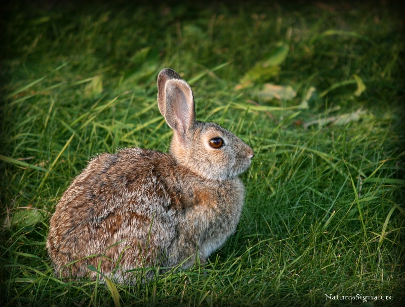 ~ Backyard Bunny ~ - ID: 13310150 © Trudy L. Smuin