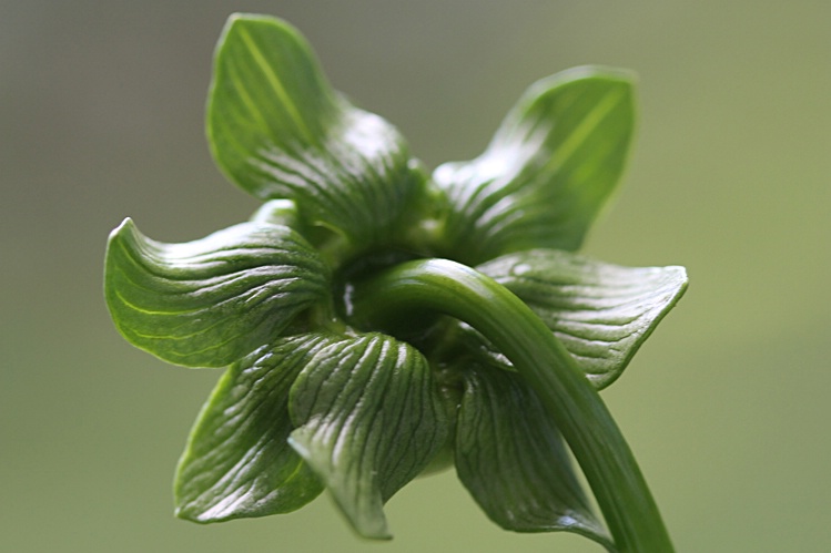 Dahlia Bud #1