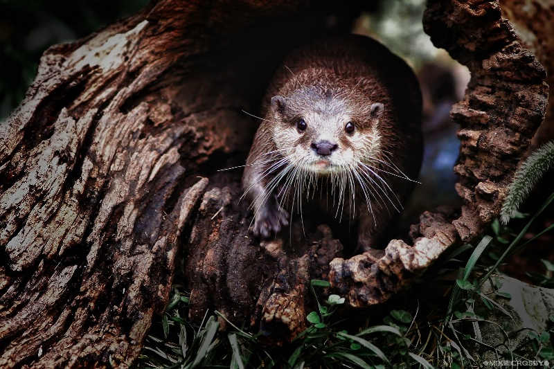 Asian Small-Clawed Otter