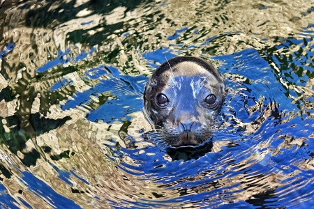 Baby in the Pool