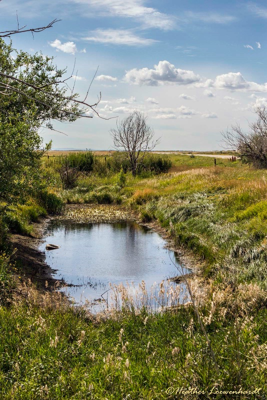 A Prairie Medley