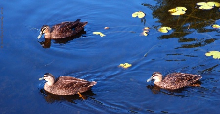 * Ducks & Lily Pads #2 *<p>