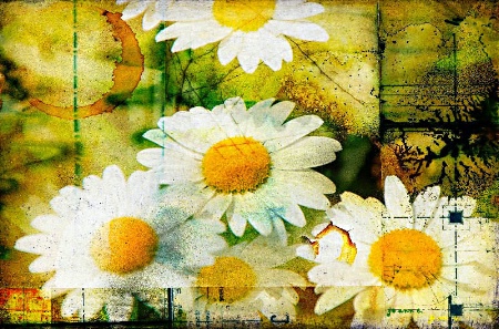 Daisies Galore..