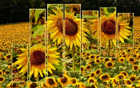 Sunflower Field 2