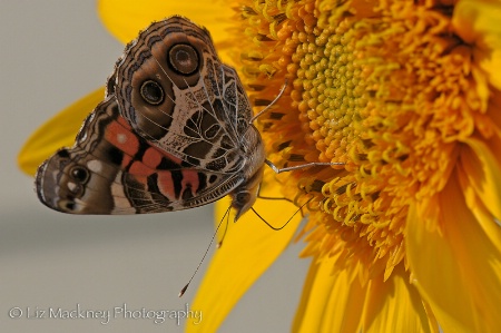 American Painted Lady On Teddy Bear Sunflower