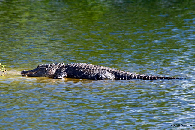 Alligator - ID: 13313382 © Jeff Gwynne