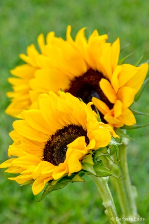 The Sunflowers