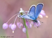 Photography Contest Grand Prize Winner - September 2012: Common Blue