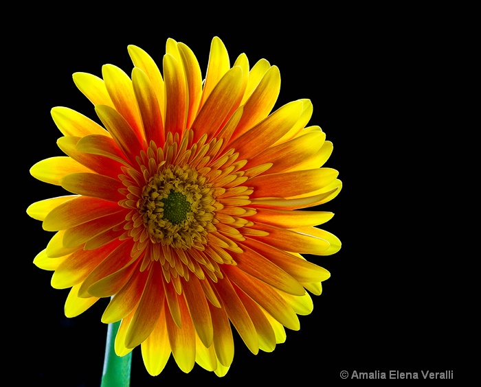 gerbera daisy, yellow, orange, flower