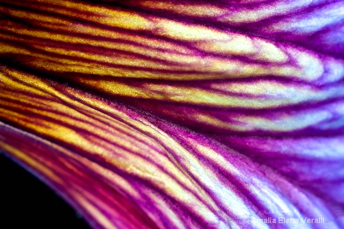 painted tongue, purple, macro, abstract, flower
