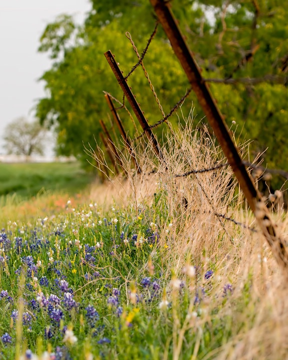 Fence Row