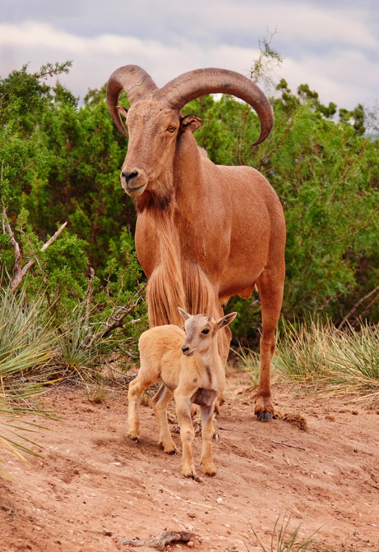 Zeus - ID: 13316891 © Sherry Karr Adkins