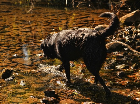 The Frog Hunter