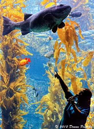 Education About the Kelp Forest
