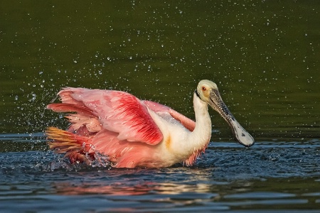 Bathing Spoonbill