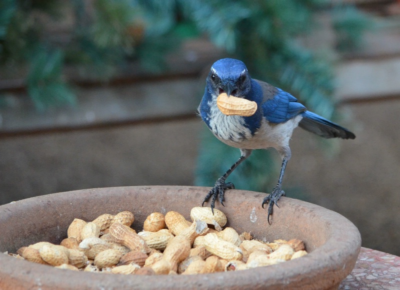 Stay away from the peanuts.