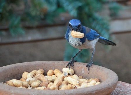 Stay away from the peanuts.