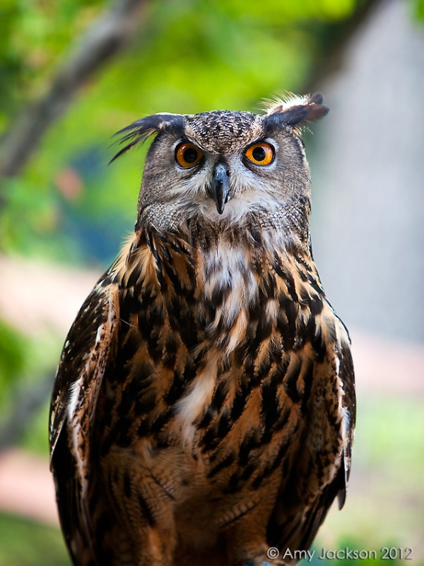 Owl