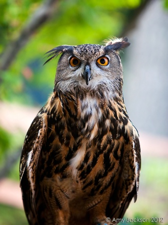 Owl