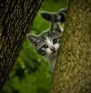 Am I a catortioni...