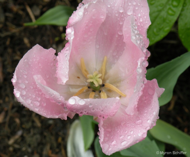 Dew Kissed Tulip No. 2 - ID: 13318420 © Myron Schiffer