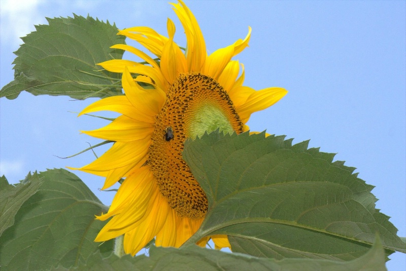 Selfish Sunflower