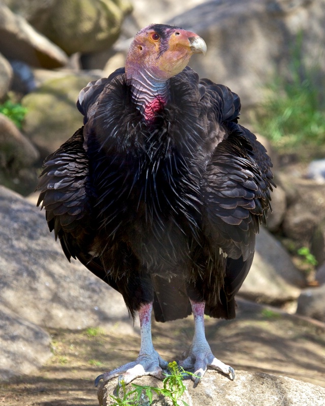 California Condor - ID: 13318521 © Terry Korpela