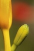 Day Lily Bud