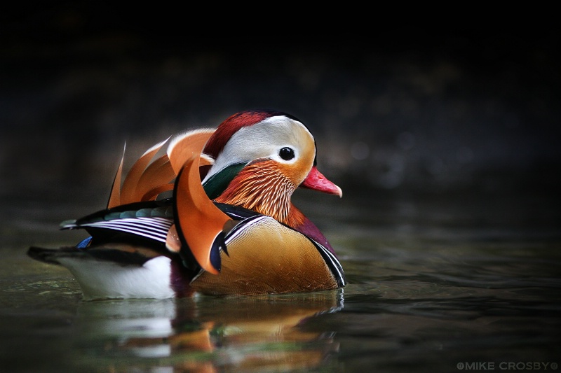 Mandarin Duck