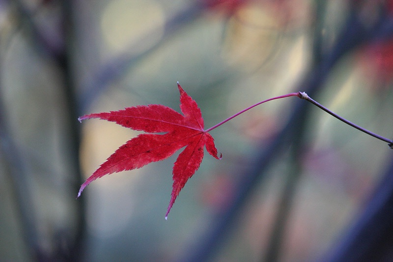 Japanese maple design