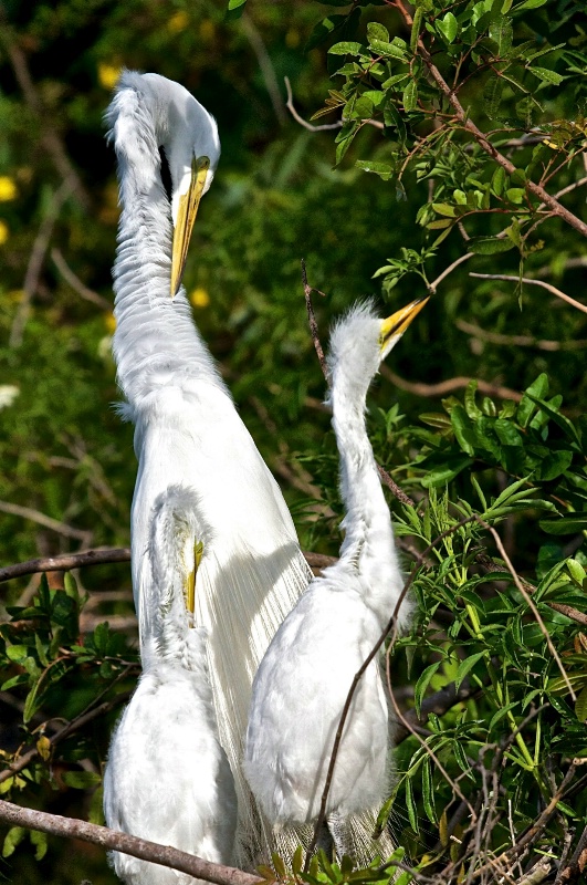 Learning to Preen