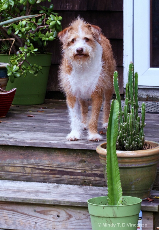 Chancho on the Back Steps