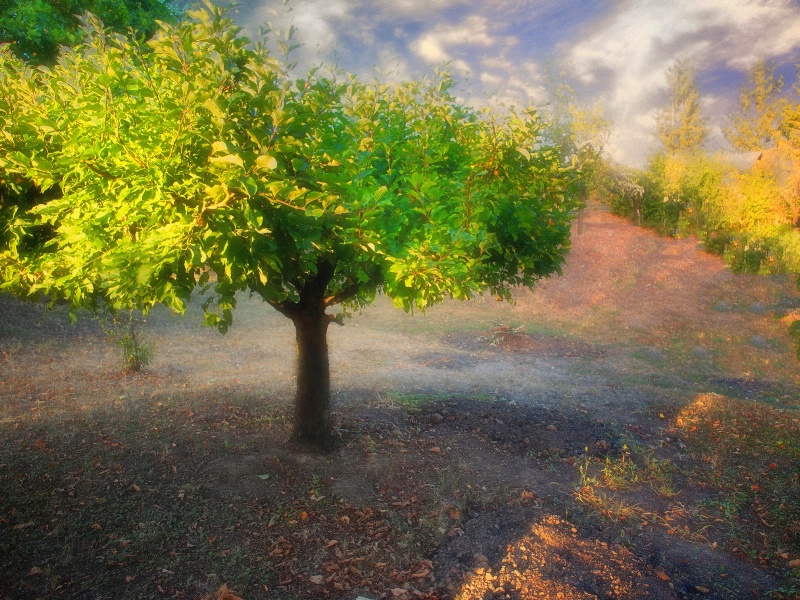 Little fruit tree