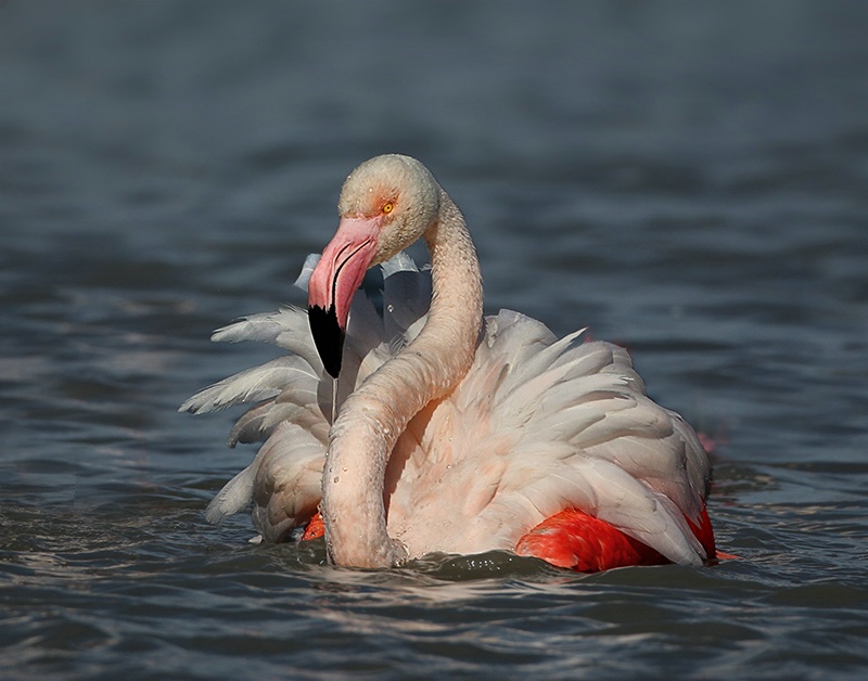 Queen Flamingo