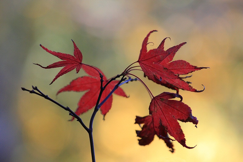 Latest maple leaves