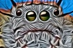 Old Man Spider