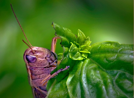 Yum...good basil