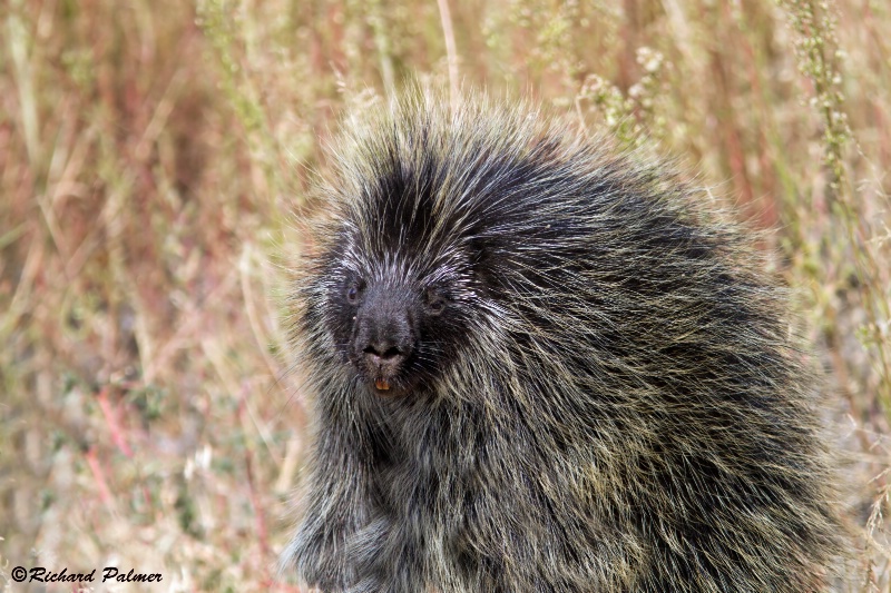 Porcupine Moment