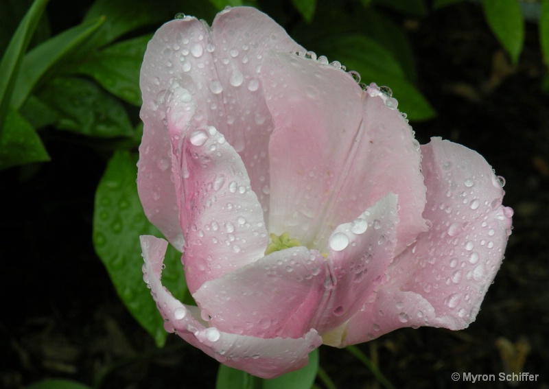 Dew Kissed Tulip No. 4 - ID: 13322942 © Myron Schiffer